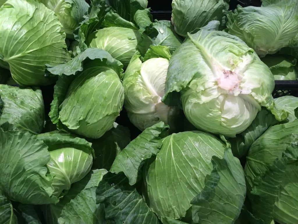 Fresh green cabbages