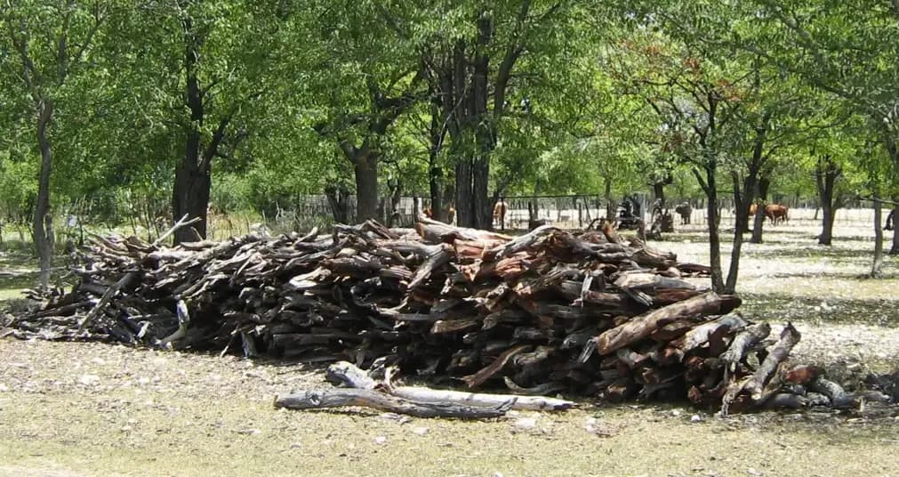 A large pile of firewood under bushveld trees