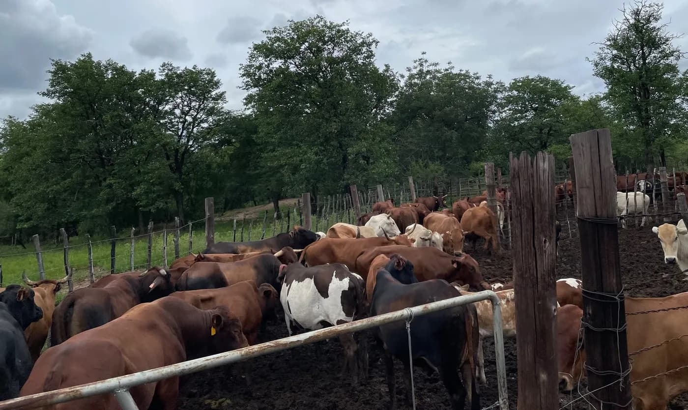 Nyoni's cattle gathered in a wooden kraal