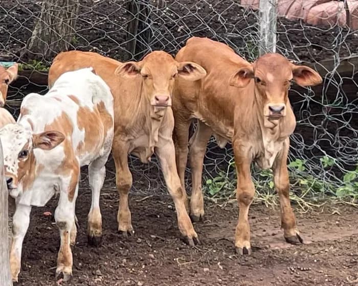 Three calves from Nyoni's herd looking at the camera