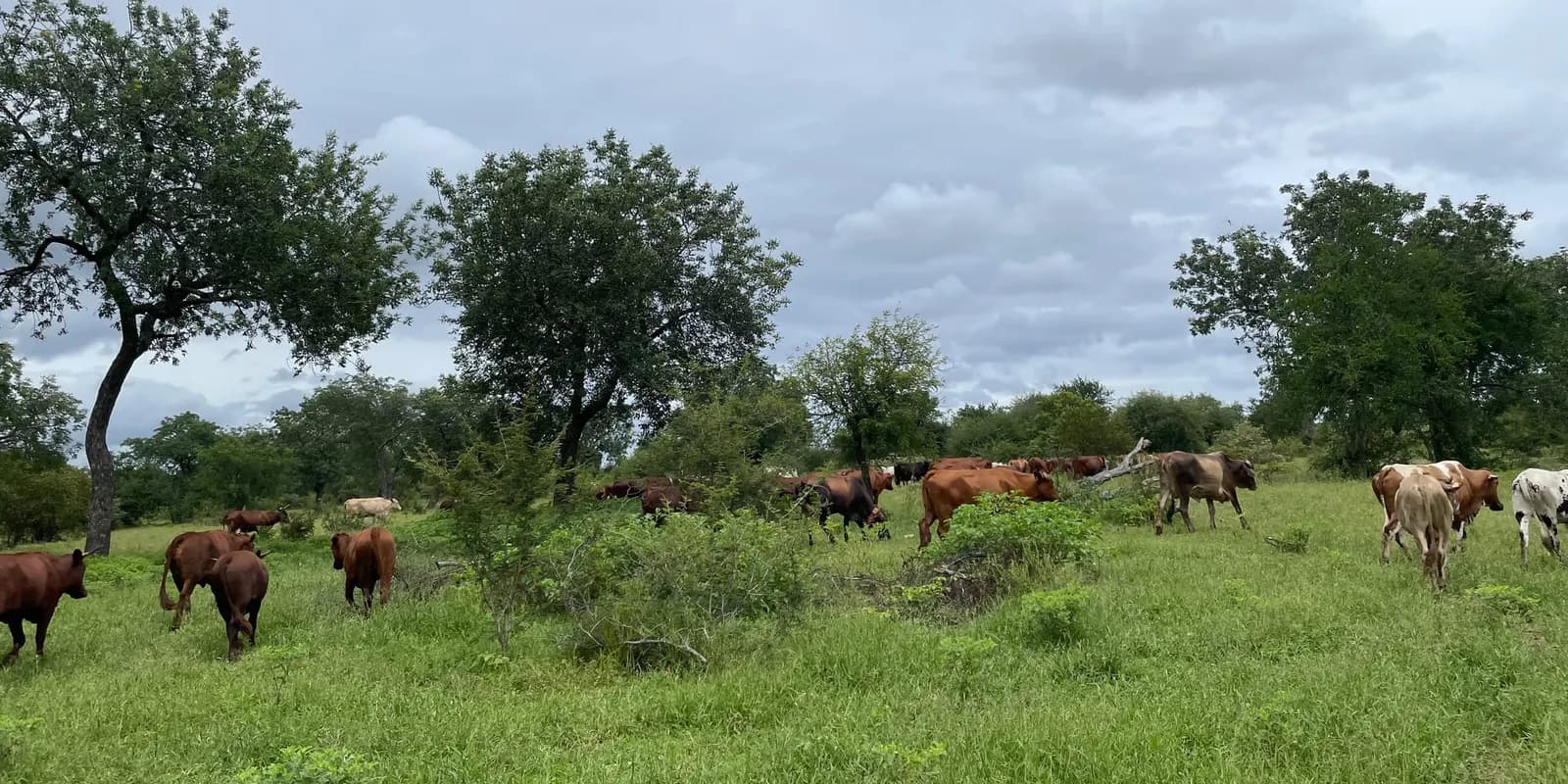 Nyoni's cattle grazing in green bushveld under a cloudy sky